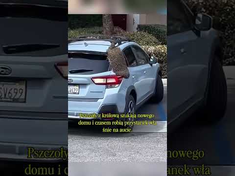 Gdy auto staje się przystankiem dla pszczół